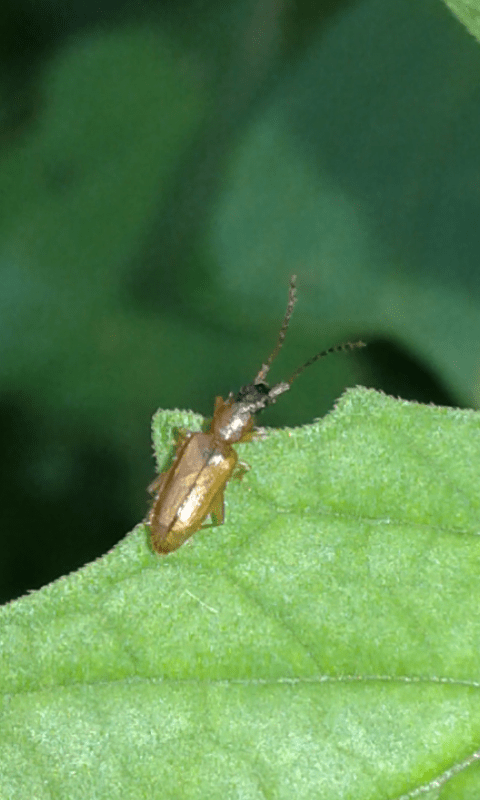 Telephanus velox (Silvanidae)?... Telephanus sp.